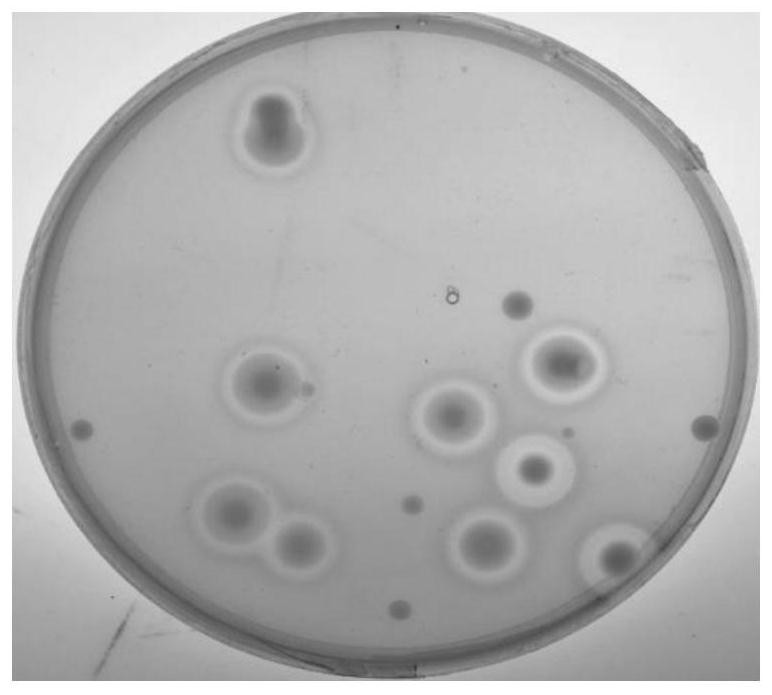 A colorless bacterium and its application in improving peanut iron nutrition