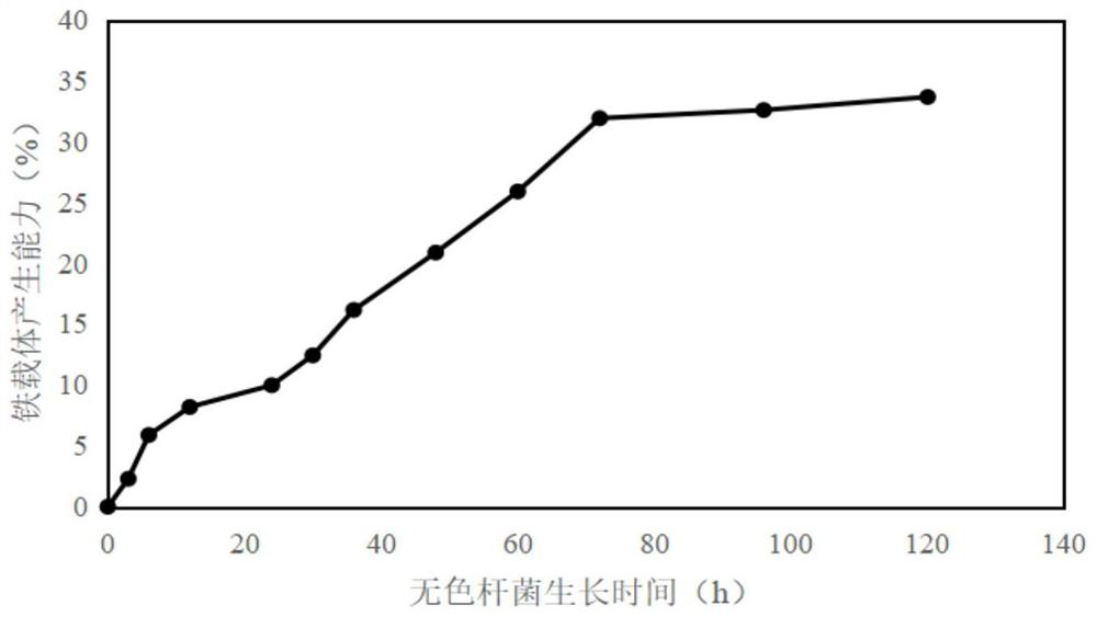 A colorless bacterium and its application in improving peanut iron nutrition