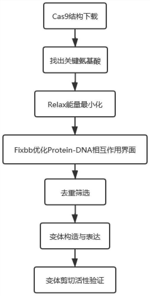 Optimum design method of structure-based CRISPR protein