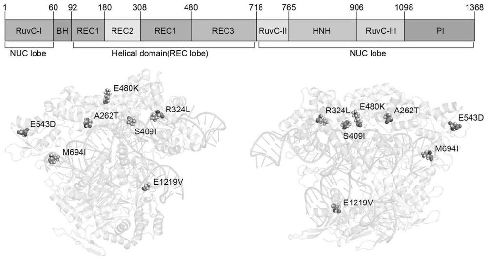 Optimum design method of structure-based CRISPR protein