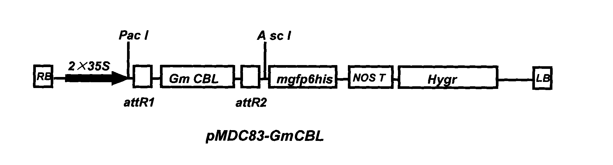 Soybean PLP enzyme, encoding gene and application thereof