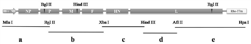 Pigeon-derived newcastle disease virus recombinant vaccine strain as well as construction method and application thereof