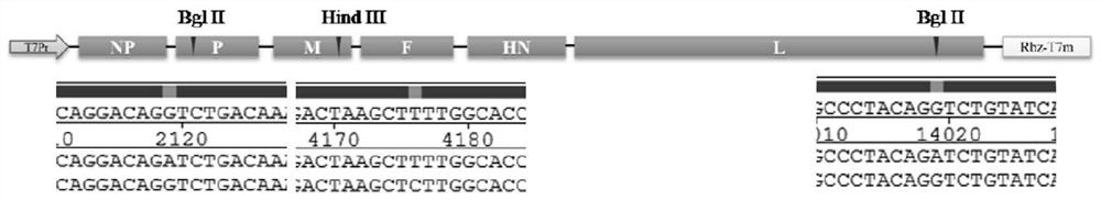 Pigeon-derived newcastle disease virus recombinant vaccine strain as well as construction method and application thereof