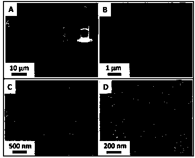 Injectable natural triterpene compound antibacterial hydrogel and preparation method thereof