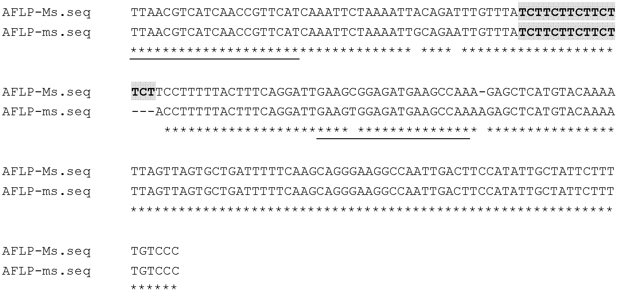 Co-segregation SSR (Simple Sequence Repeat) codominant molecular marker of onion male sterility gene Ms site and application thereof