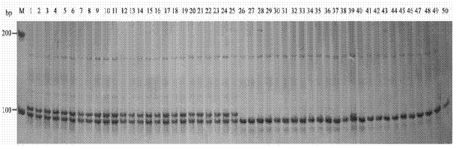 Co-segregation SSR (Simple Sequence Repeat) codominant molecular marker of onion male sterility gene Ms site and application thereof