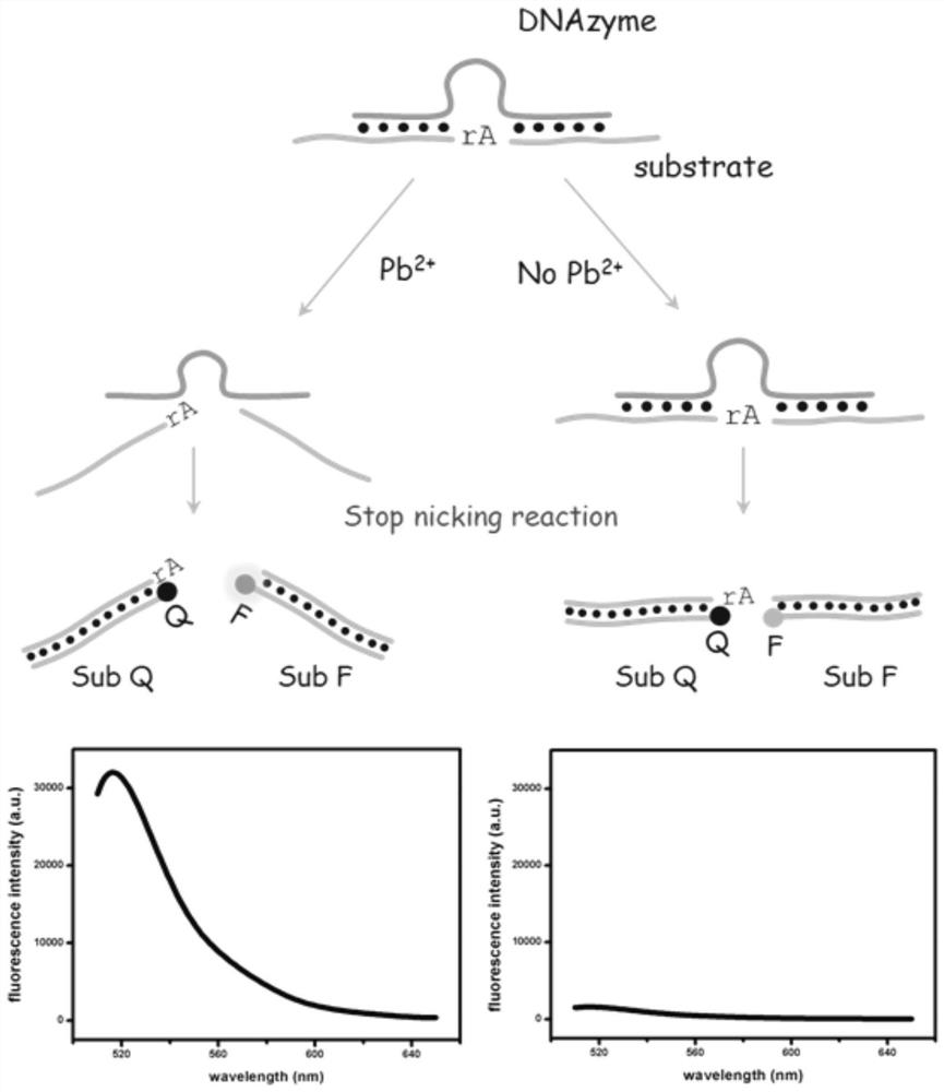 A functional nucleic acid fluorescent sensor and its application in lead ion detection