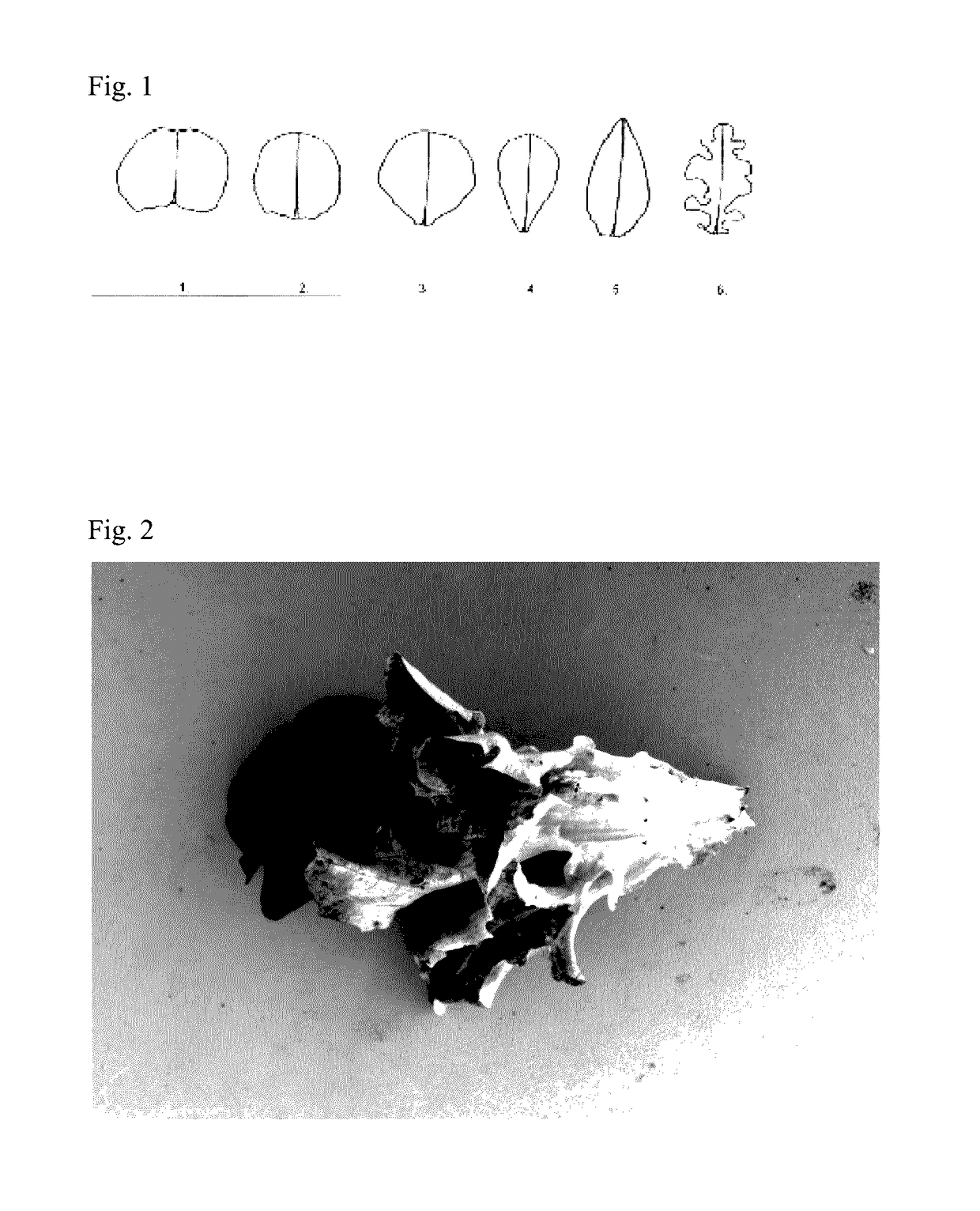 Lettuce variety 79-58 rz