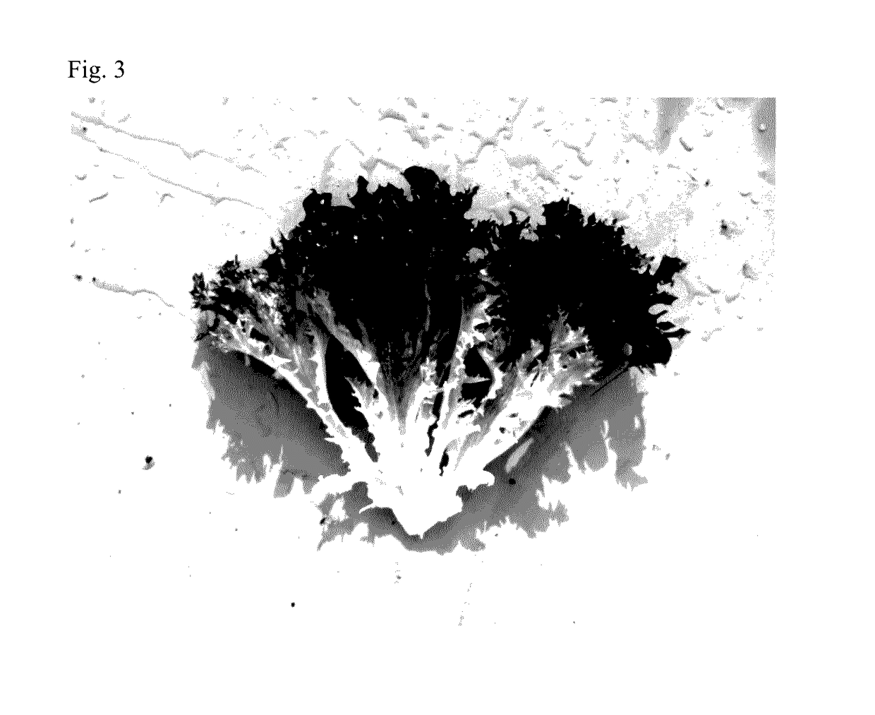 Lettuce variety 79-58 rz