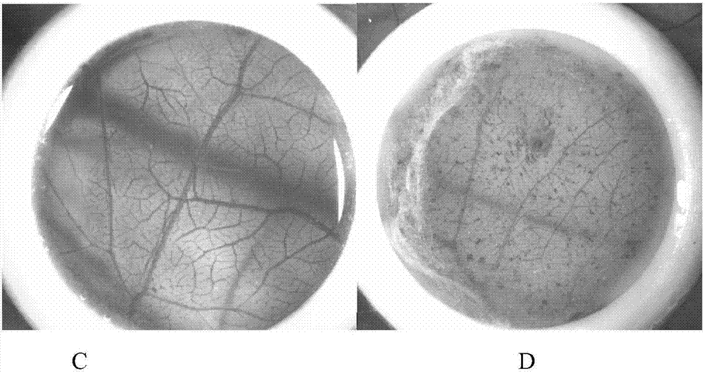 Method for detecting and evaluating conjunctiva irritation and mucous membrane irritation by utilizing chick embryo blood vascular system