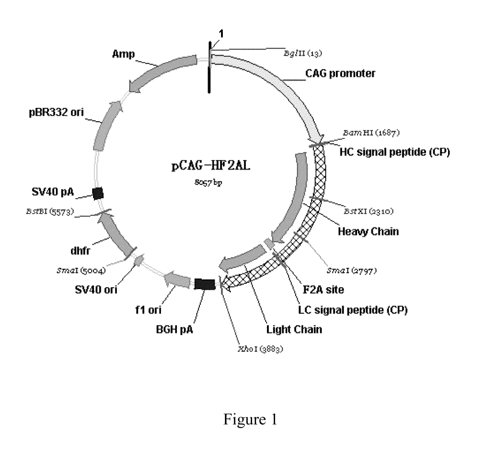 Humanized monoclonal antibodies against the extracellular domain of human death receptor 5