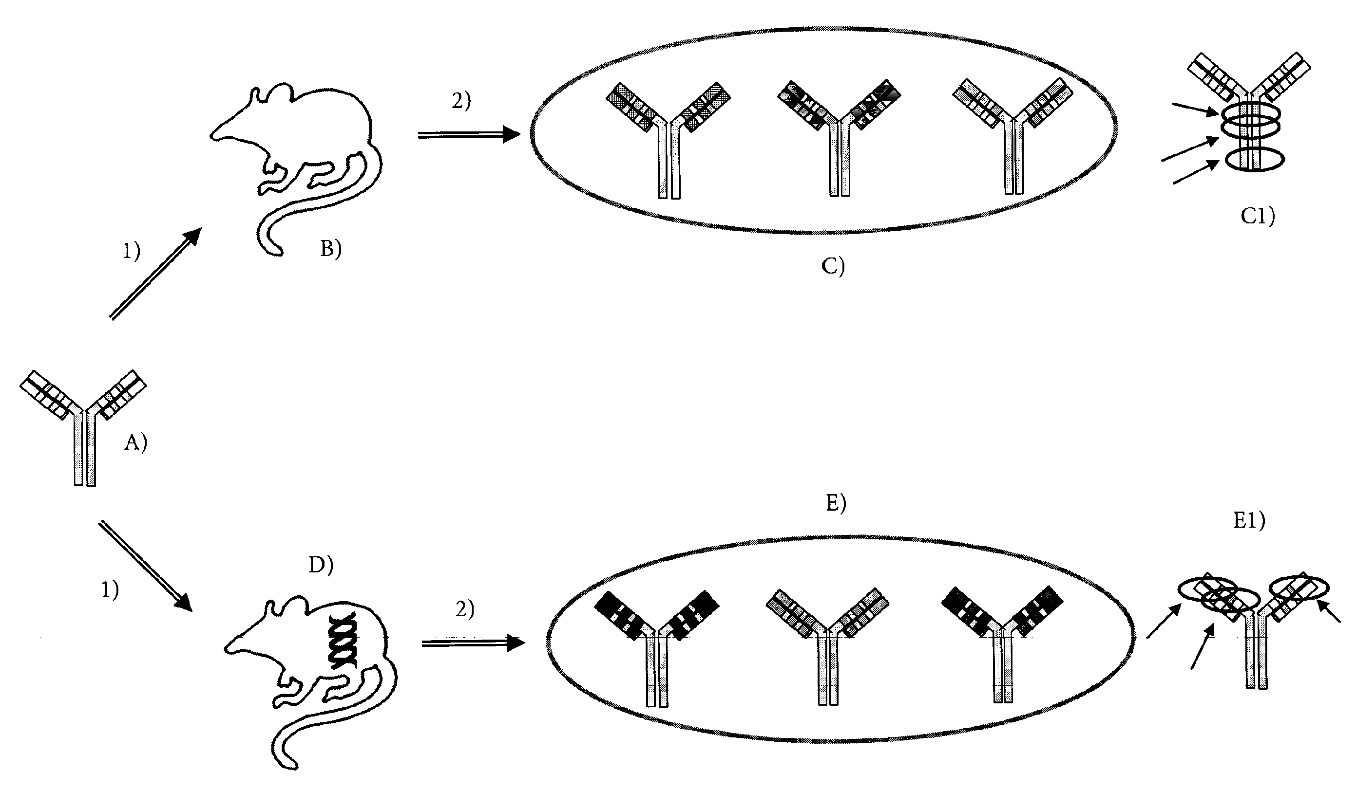 Method for producing Anti-idiotypic antibodies