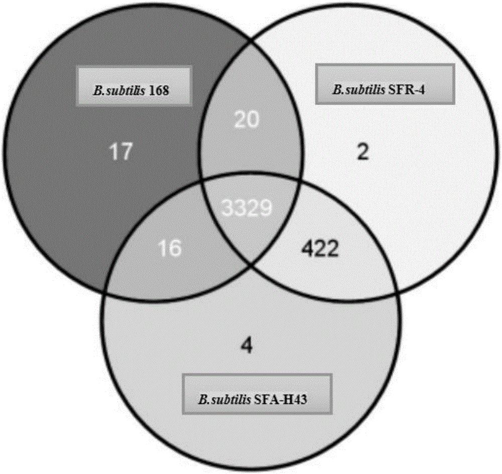 Bacillus subtilis engineering bacteria and application thereof