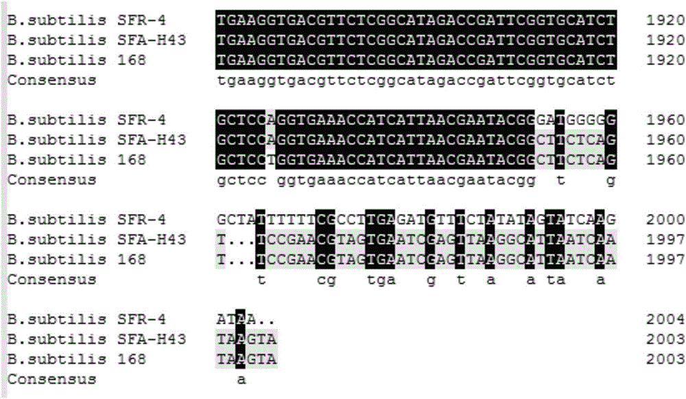 Bacillus subtilis engineering bacteria and application thereof