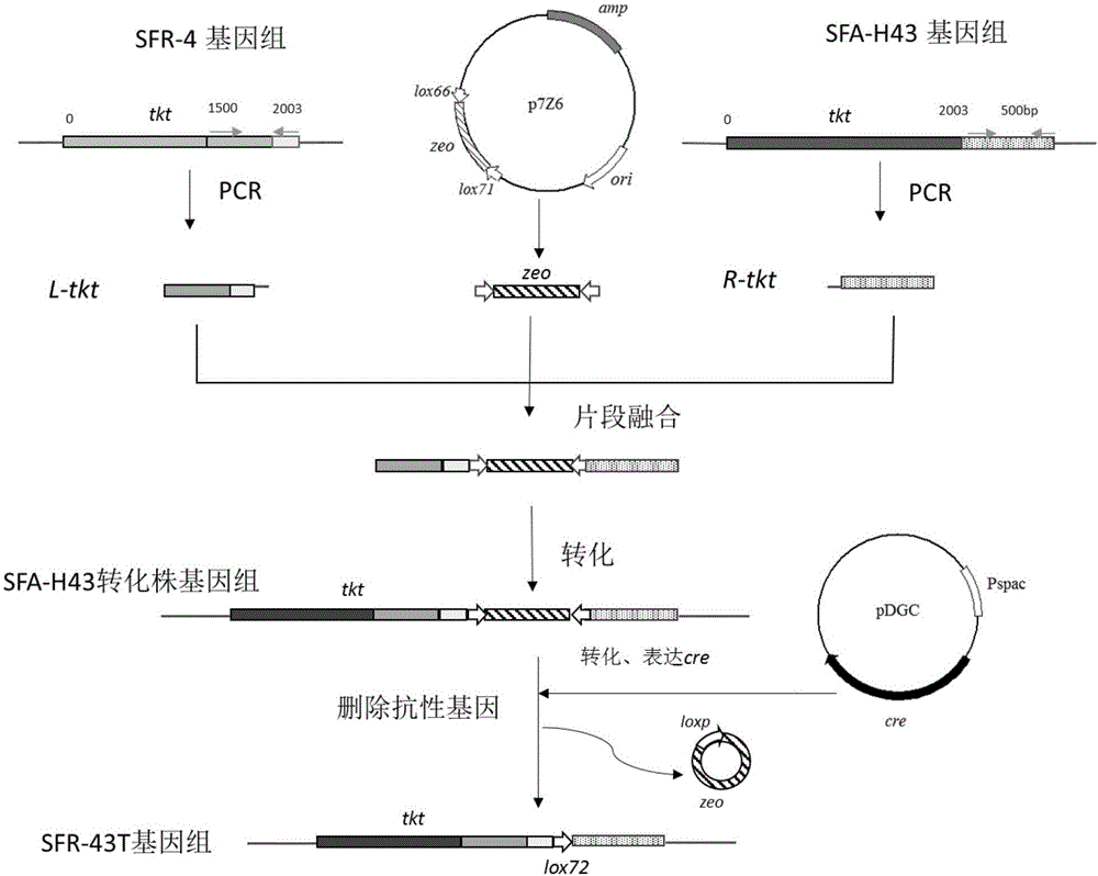 Bacillus subtilis engineering bacteria and application thereof