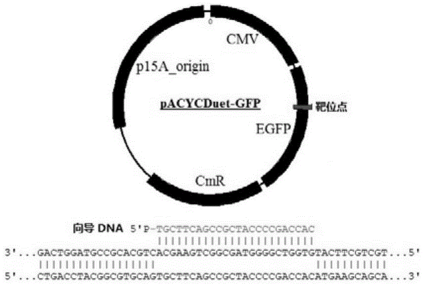 Gene editing technique taking Argonaute nuclease as core