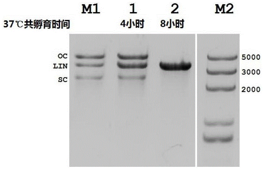 Gene editing technique taking Argonaute nuclease as core