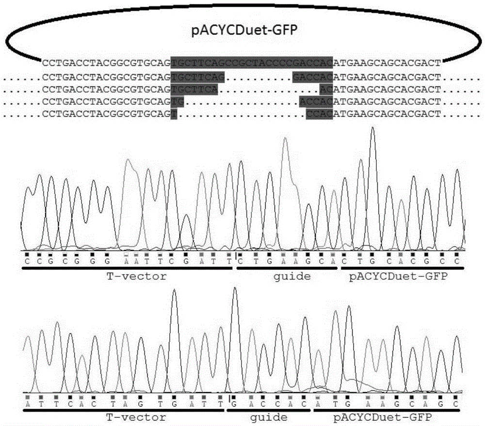 Gene editing technique taking Argonaute nuclease as core