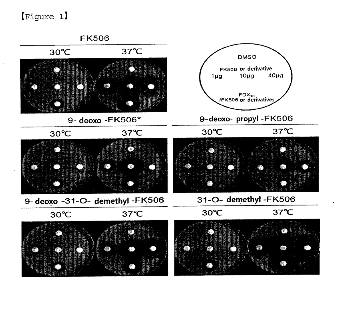 Pharmaceutical composition containing fk506 derivative for treating fungal infection caused by genus cryptococcus and genus candida and use thereof