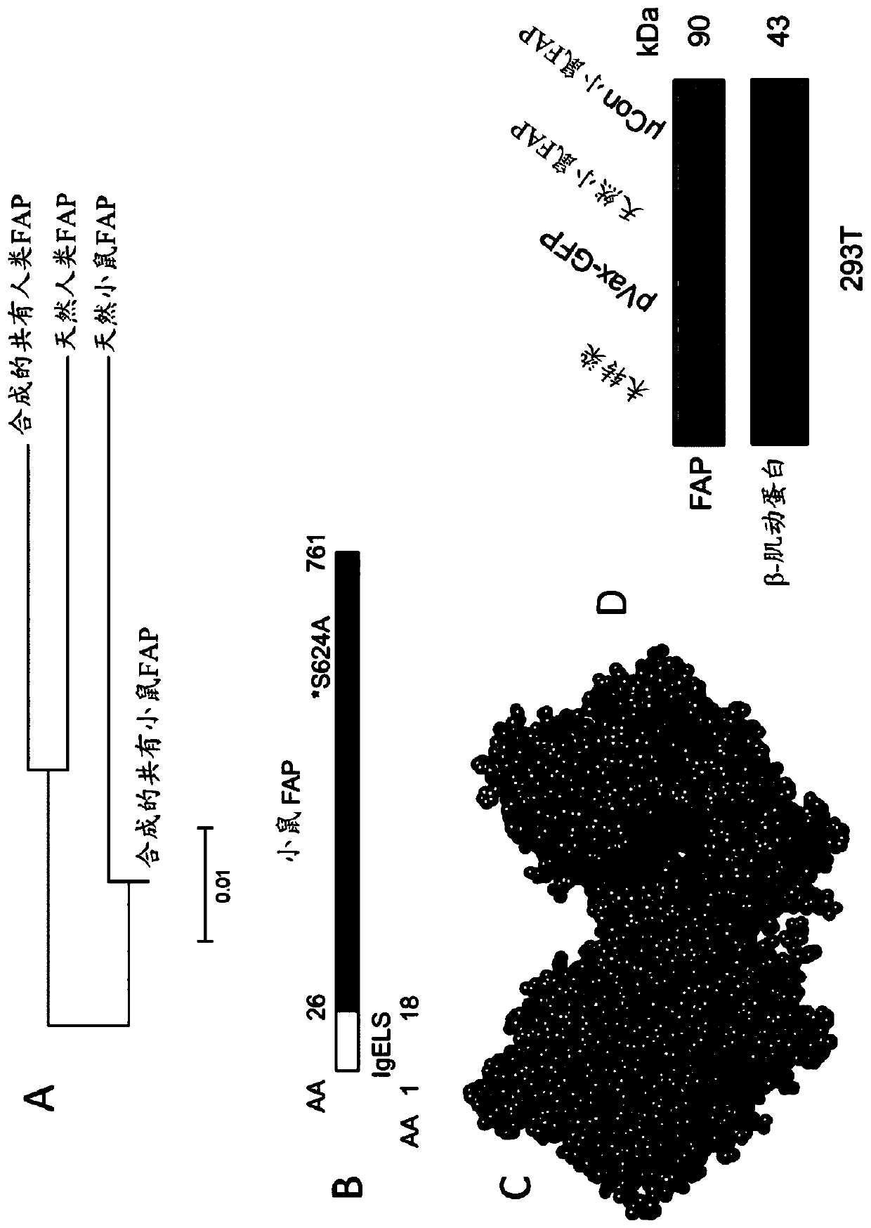 Optimized synthetic consensus inmunogenic compositions targeting fibroblast activation protein