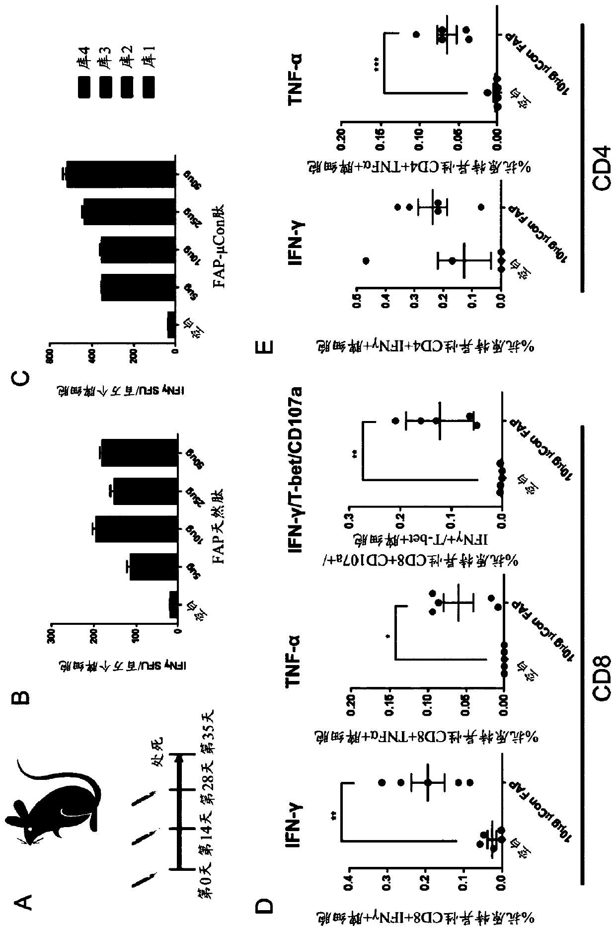 Optimized synthetic consensus inmunogenic compositions targeting fibroblast activation protein