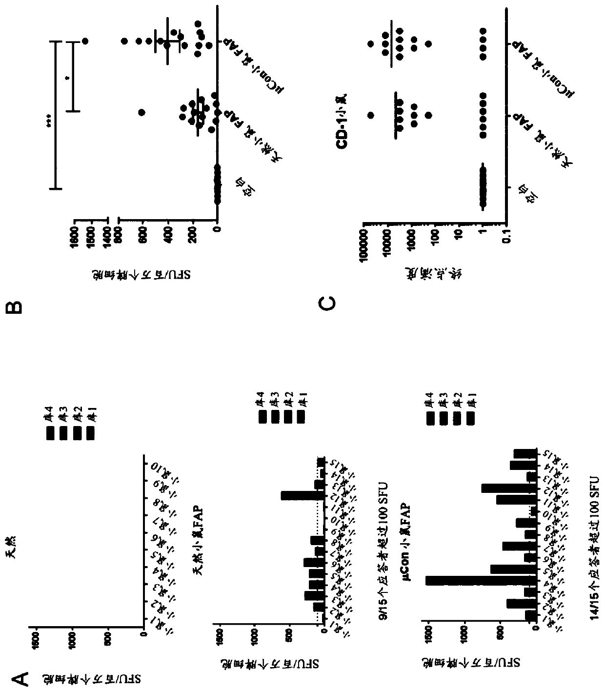 Optimized synthetic consensus inmunogenic compositions targeting fibroblast activation protein