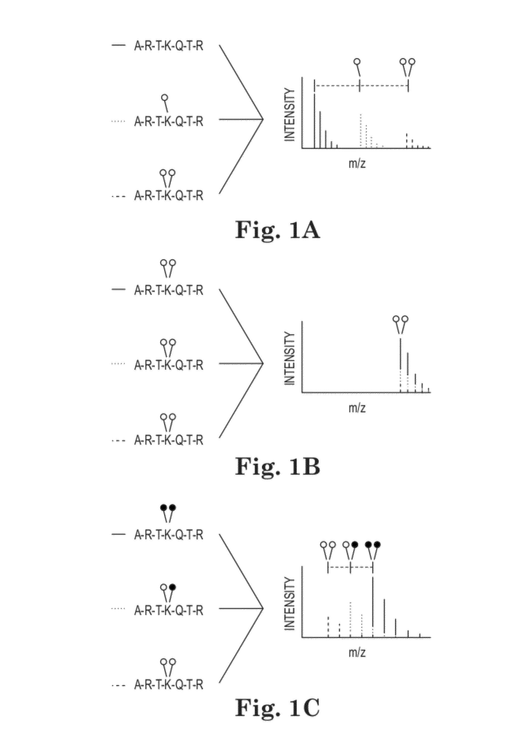 Methods and Kits for Quantitative Methyltransferase and Demethylase Measurements