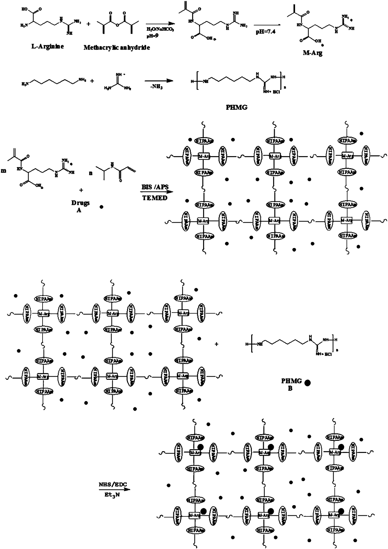 A thermosensitive arginine-based long-acting antibacterial hydrogel dressing and preparation method thereof