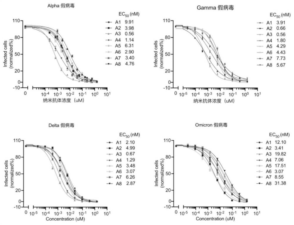 High affinity nanoantibodies of SARS-CoV-2 alpha, gamma, delta and o mutants camel source