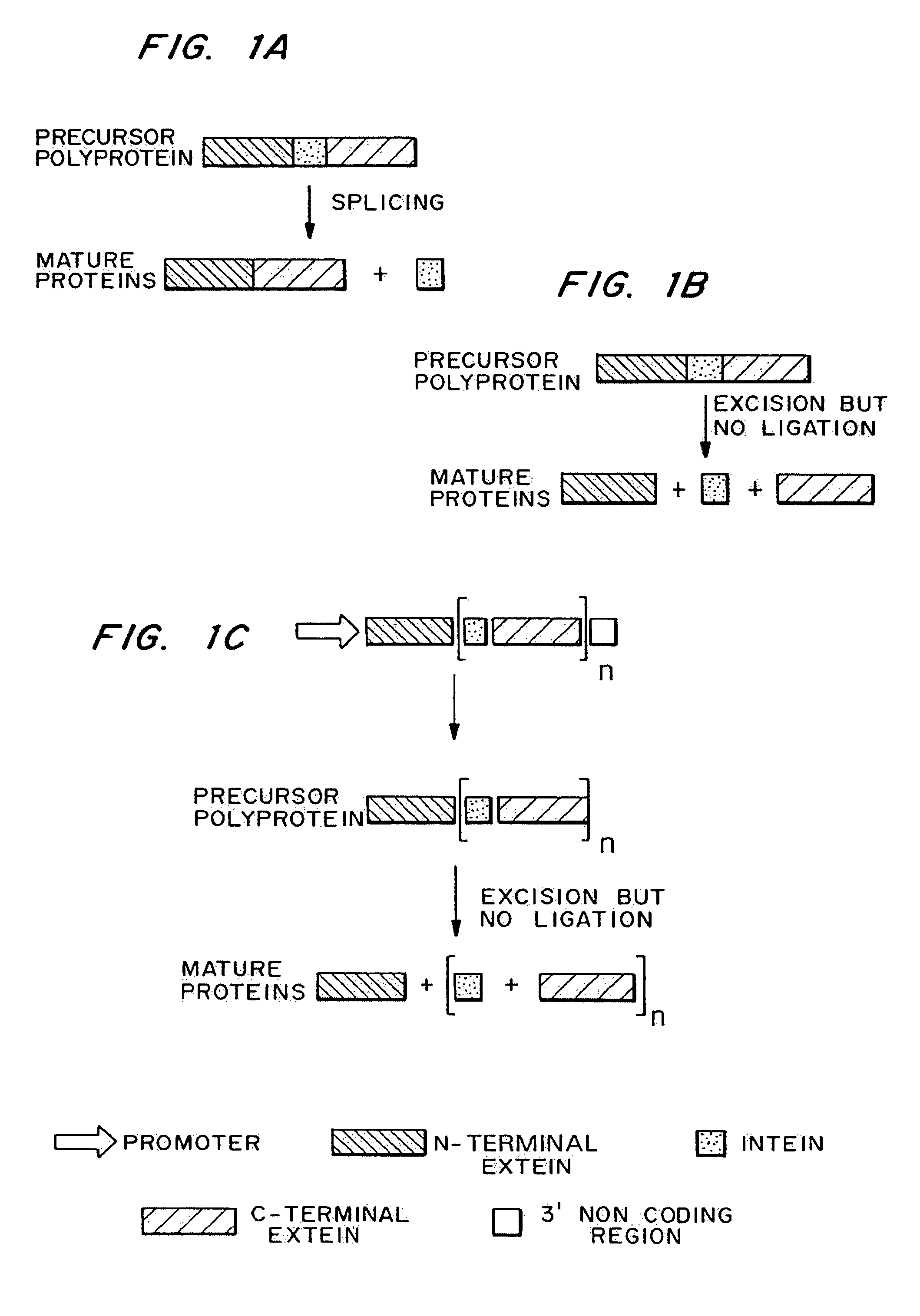 Multi-gene expression constructs containing modified inteins