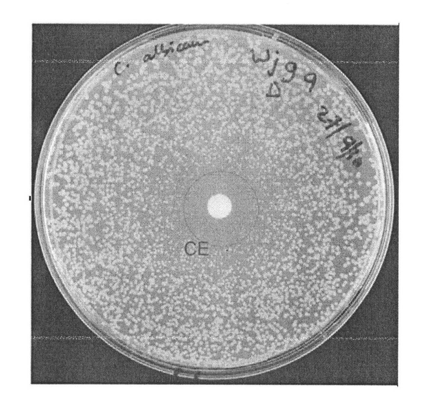 Application of AHAS (acetohydroxyacid synthase) inhibitor compound in preparing antifungal medicament