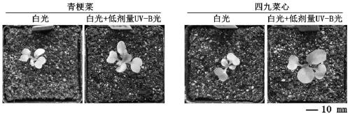 Lighting culture method capable of increasing size and promoting green for green terrier and brassica parachinensis bailey