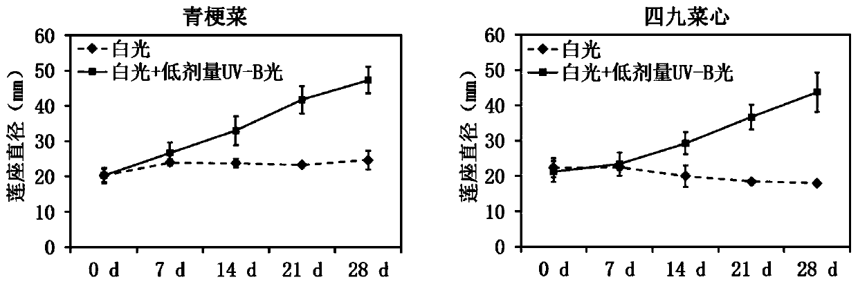 Lighting culture method capable of increasing size and promoting green for green terrier and brassica parachinensis bailey