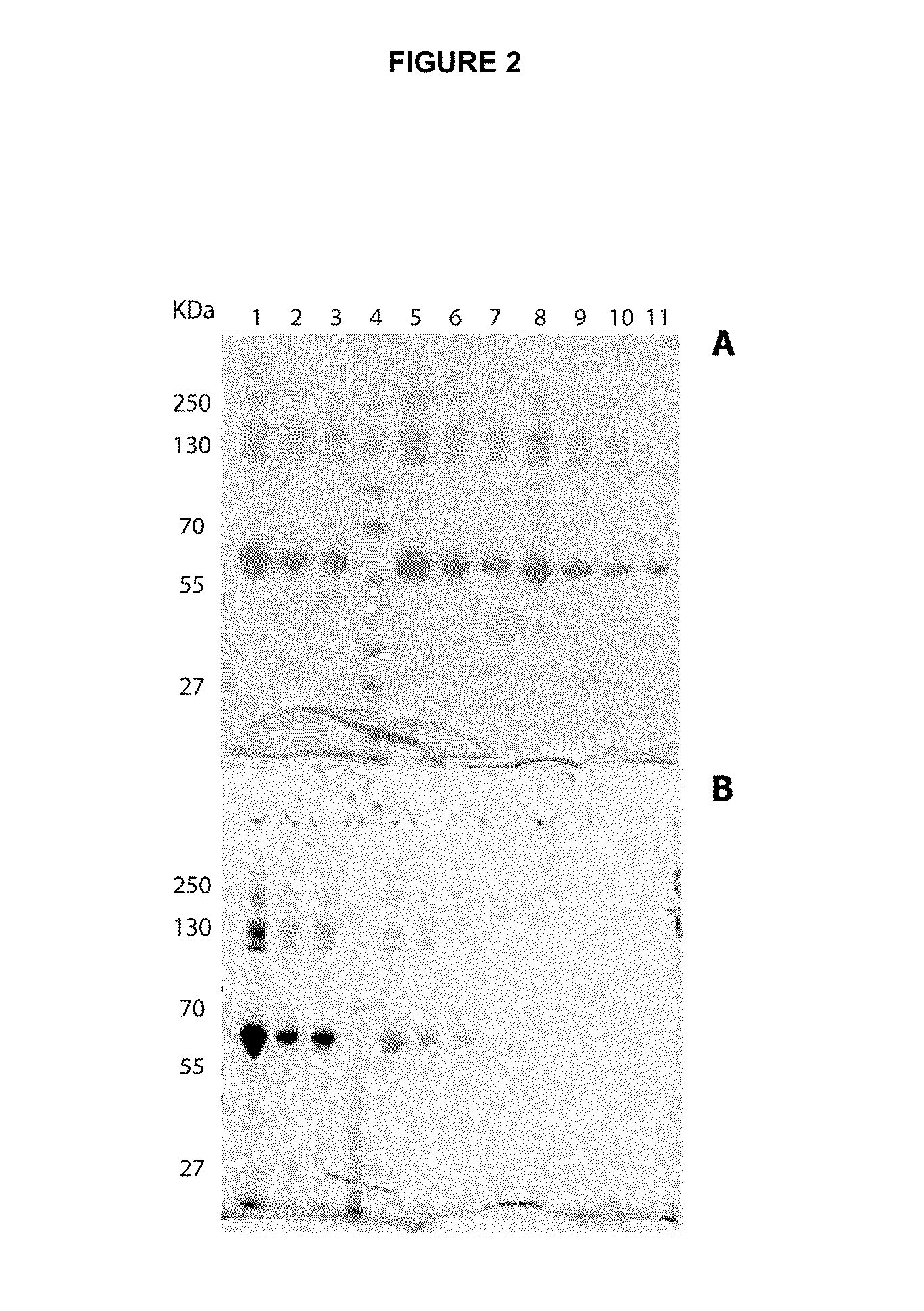 Thiazolidine linker for the conjugation of drugs to antibodies