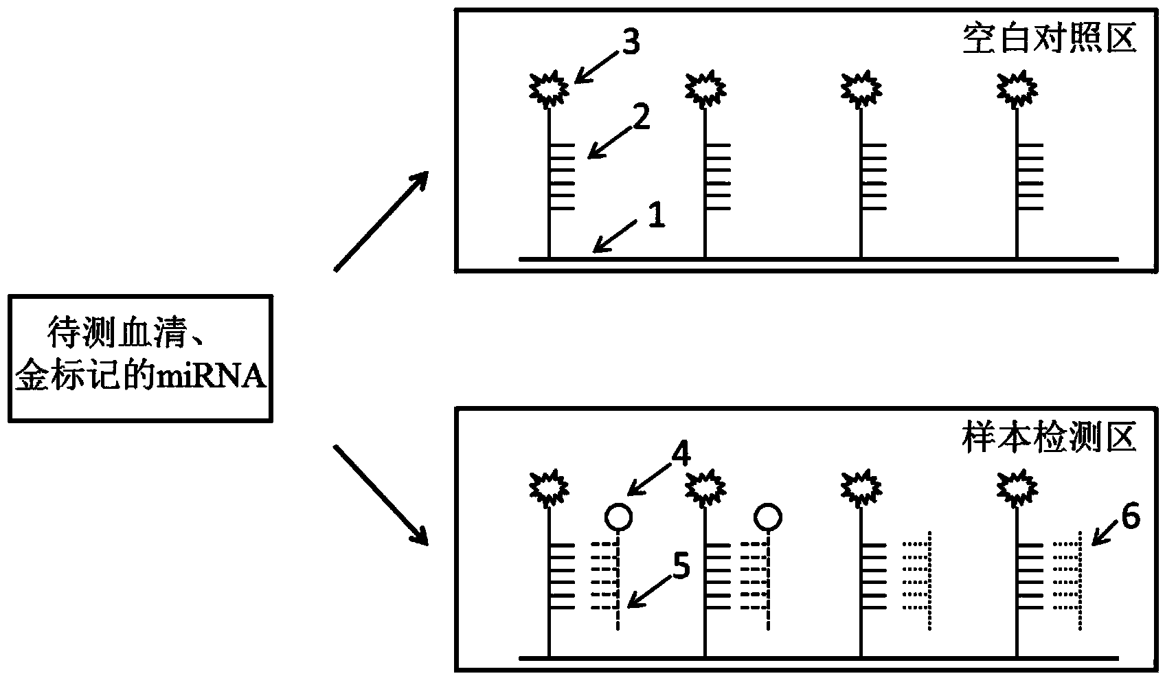 Detection card for rapidly detecting micro ribonucleic acid (miRNA) as well as preparation method and application of detection card