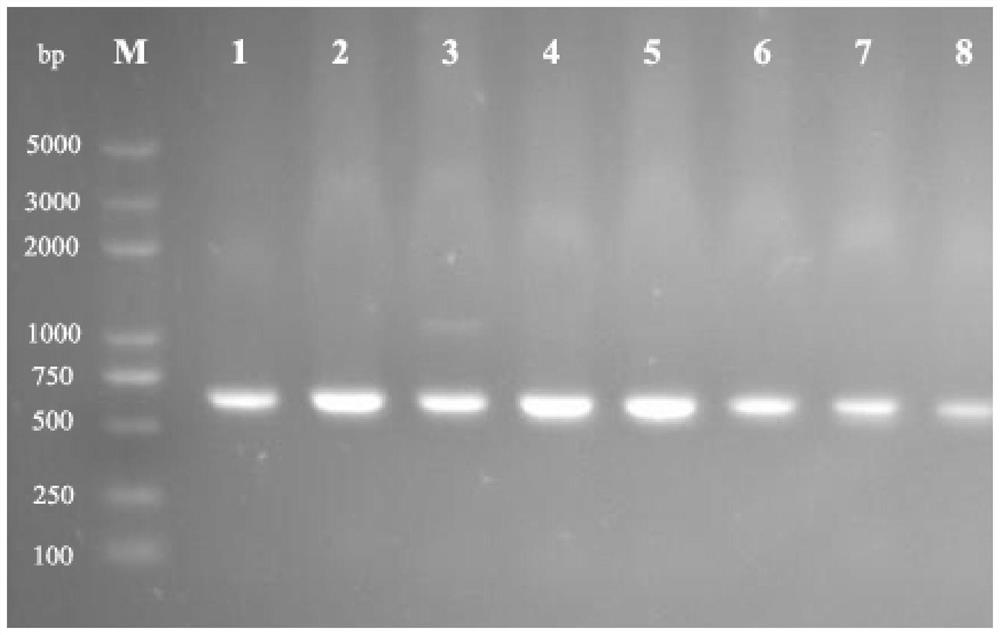 A method for preparing 10-hydroxy-2-decenoic acid using resting cells of Escherichia coli engineering bacteria