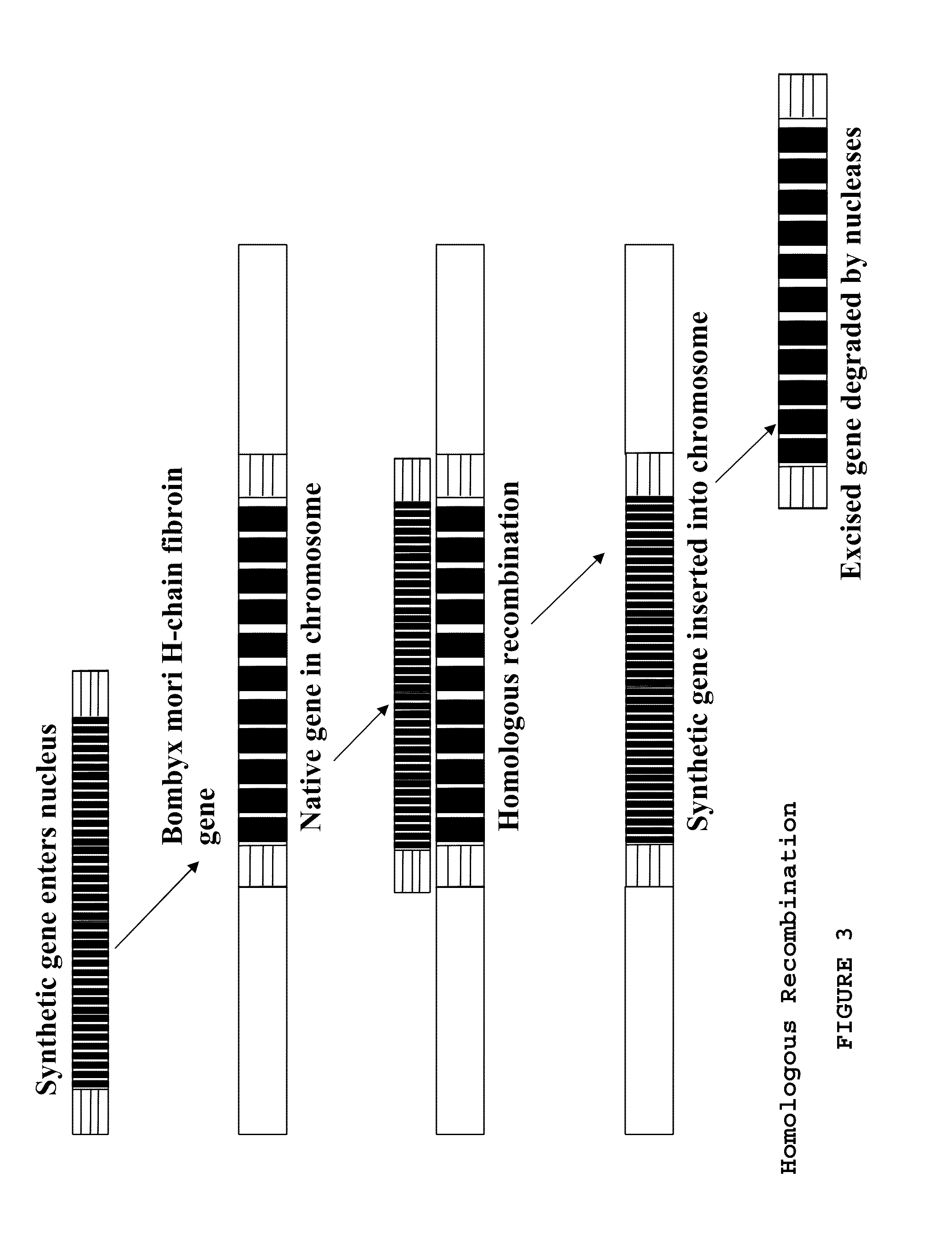 Methods, compositions and systems for production of recombinant spider silk polypeptides