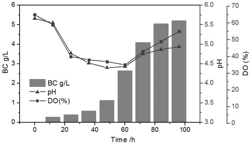 Method for constructing microorganism co-culture system for producing bacterial cellulose