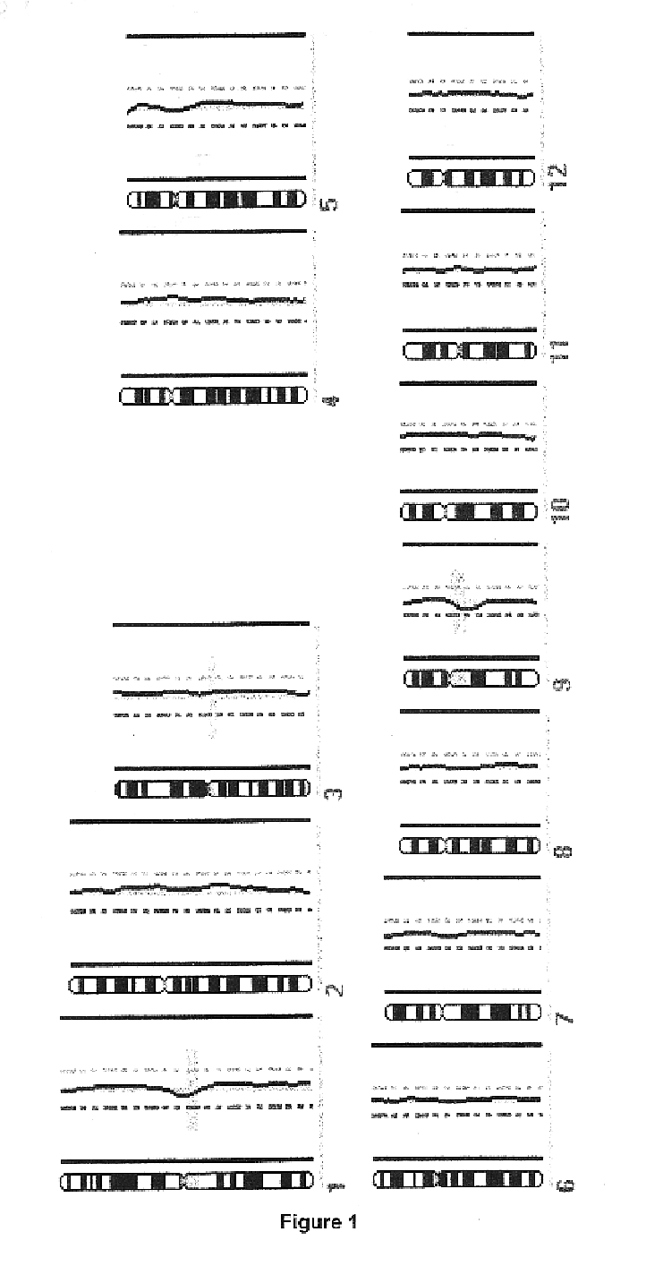 DNA amplification of a single cell