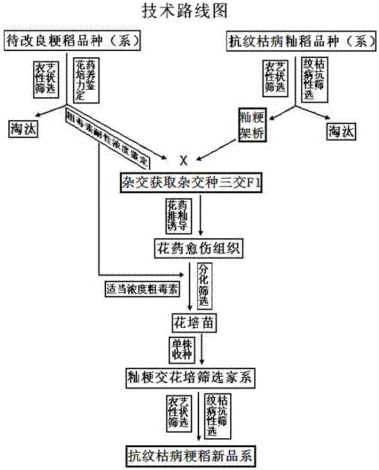 A new breeding method for resistance to sheath blight by introgression of indica and japonica genes