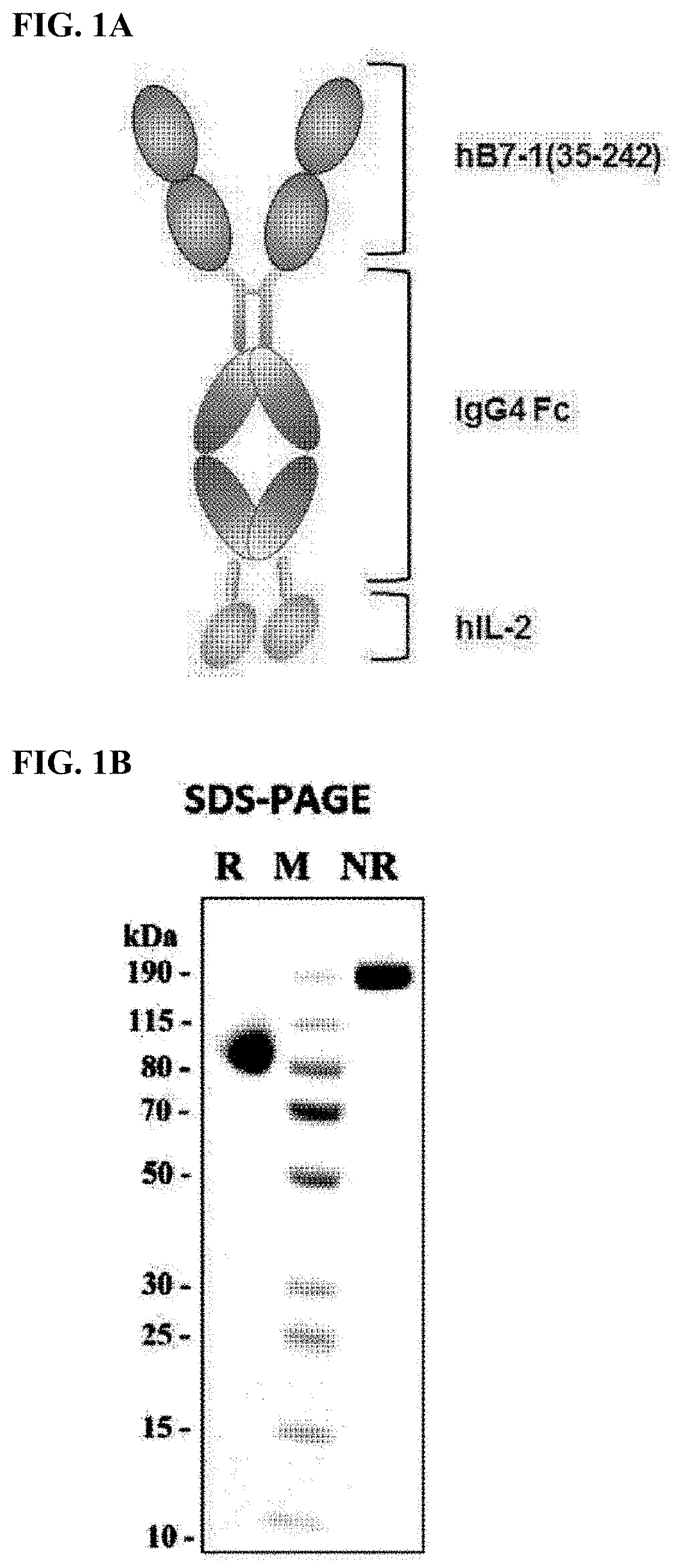 Composition for culturing regulatory t cells and use thereof