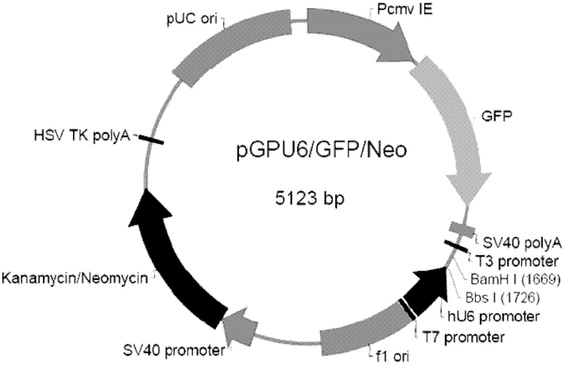 Construction and screening as well as applications for siRNAs expression carrier of stomach cancer target STAT3 gene