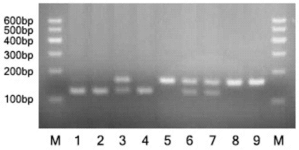 Method for cultivating dominant-green-shin white feather broiler strain based on molecular assistant selection