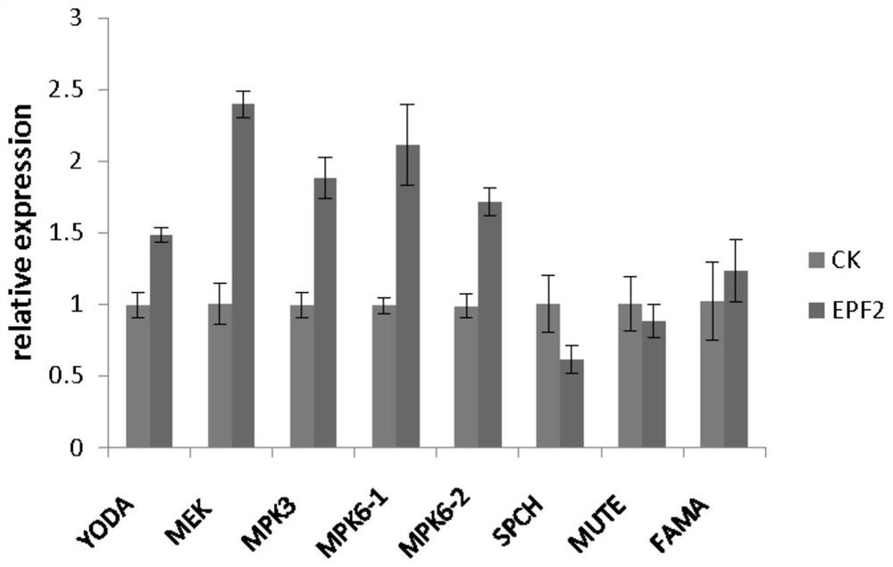 A method for improving the drought resistance of apples by external application of artificial synthetic peptides