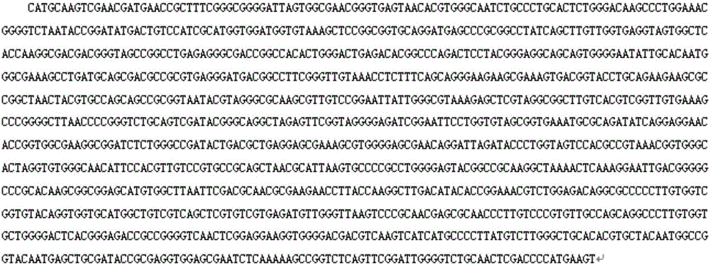 High-temperature-resistant garden waste decomposing bacterium ST4 strain and application thereof