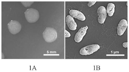 Pseudomonas putida and microbial inoculum and application thereof