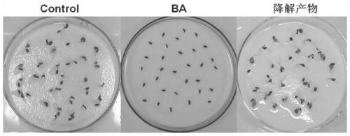 Pseudomonas putida and microbial inoculum and application thereof