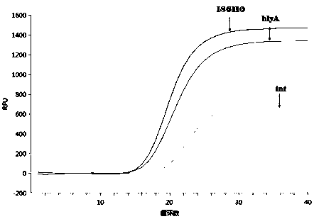 Primer and/or probe composition for detecting bacillus for initiating blood flow infection and application of primer and/or probe composition