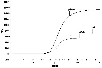 Primer and/or probe composition for detecting bacillus for initiating blood flow infection and application of primer and/or probe composition