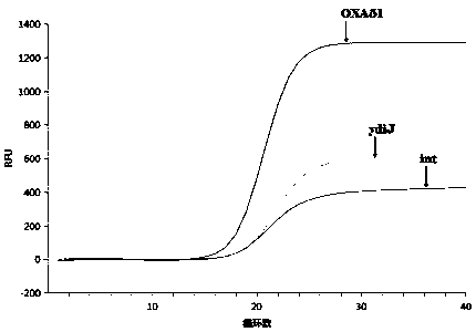 Primer and/or probe composition for detecting bacillus for initiating blood flow infection and application of primer and/or probe composition